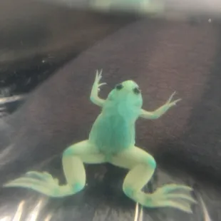 A Tutti Frutti frog! :)