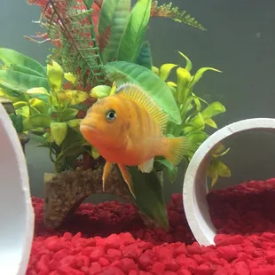 A beautiful African cichlid!