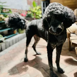 Fur babies welcome!