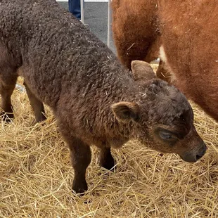 His name was cheeseburger