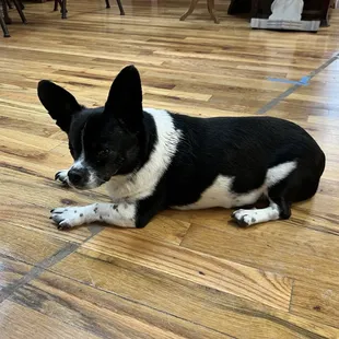 Store mascot Zero the dog