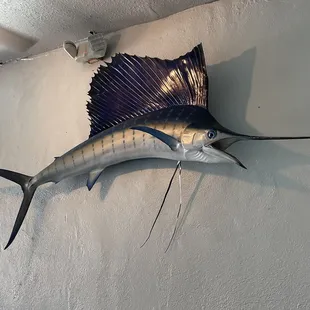 Cool fish