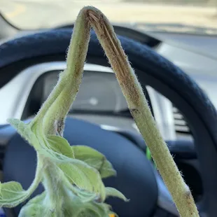 This is how it looks once you take it out