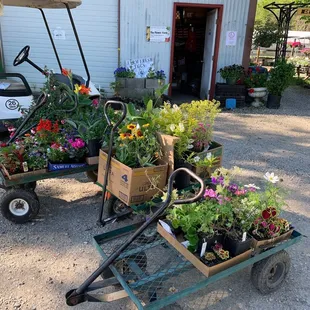 The Flower Farm