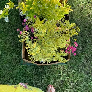 Happy colors and new perennials for my garden