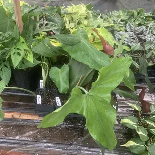 Propagating tables!