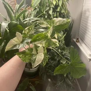 Albo Syngonium
