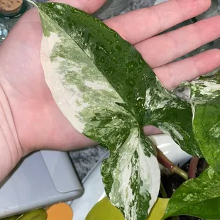 Albo syngonium