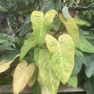 My favorite plant here! MASSIVE painted lady philo! I&apos;ve spotted tons of cuttings rooting here too!
