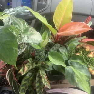 My haul for today!