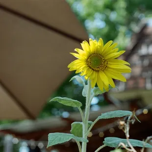 a sunflower