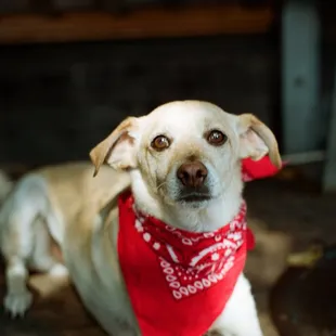 a dog wearing a bandana