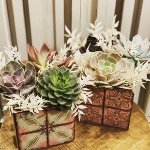 Succulent Preciousness