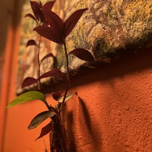 a plant growing in a glass vase