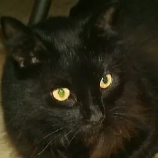 Sugar P.
