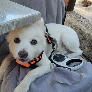 a white dog with a leash and sunglasses