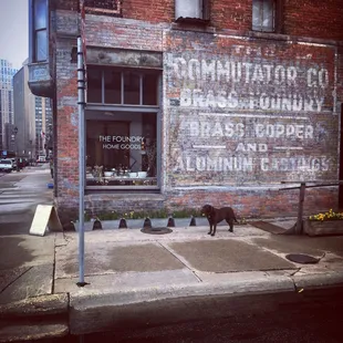 Ruby, the shop's lab, walking around on a dreary day.