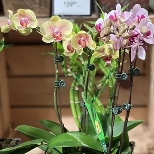 New orchids!