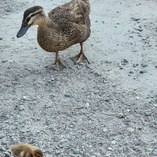 Mama duck and her one baby duckling!