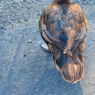 One of the birds I was feeding at the Fruit Yard.