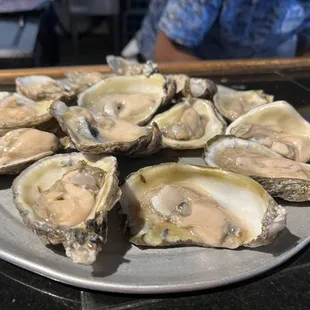 Oysters