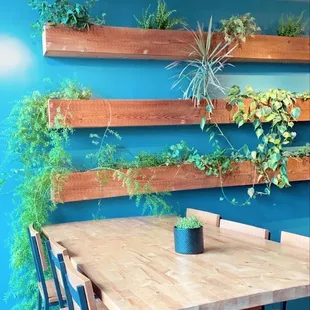 plant wall