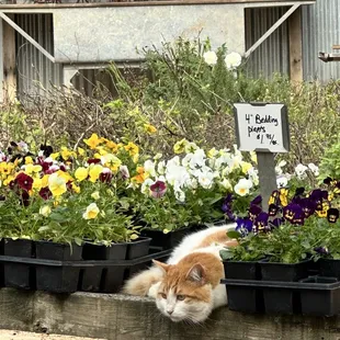 Cat in the garden