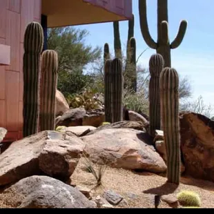 Residential Landscape Design in Tucson, AZ