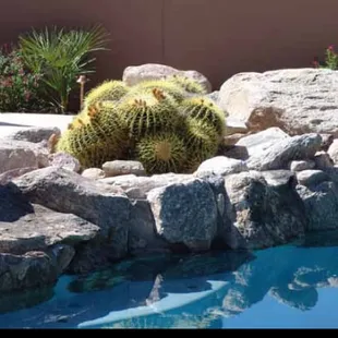 Residential Landscape Design