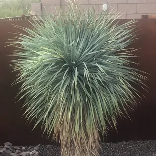 New Yucca
