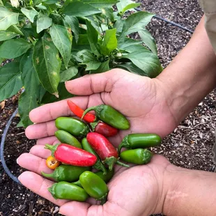 Harvest from Community Gardening Hour