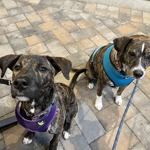 two dogs standing on a brick patio