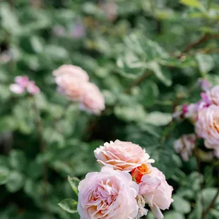 photographer: Honey and Light Studio