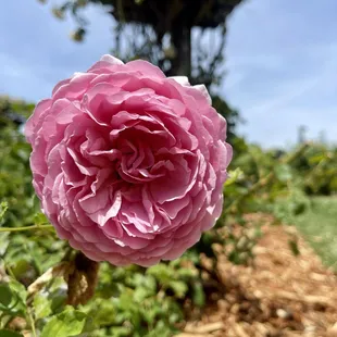 One of the many roses at the English garden