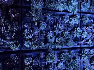 Ruth Bancroft Garden & Nursery