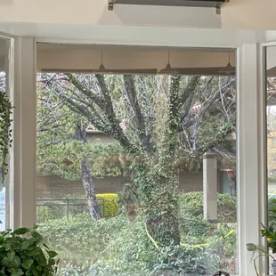 View to the garden
