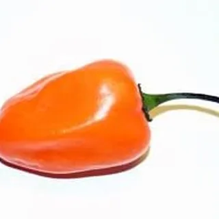 Korma C.