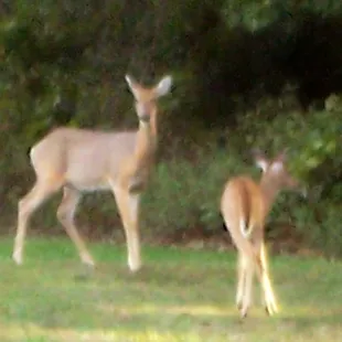 We protect our wildlife and the deer wander the grounds without fear