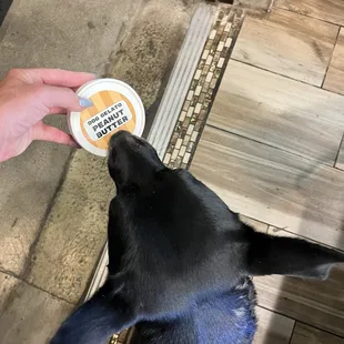 Doggo gelato-allergen free!