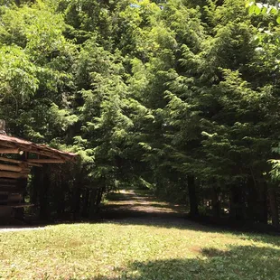 View of the lane leading up to the cabin - trees galore!