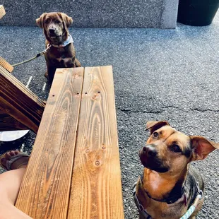 Outside patio. Dog friendly.