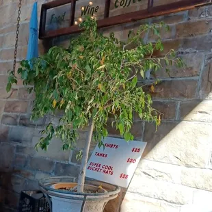 a tree in a pot