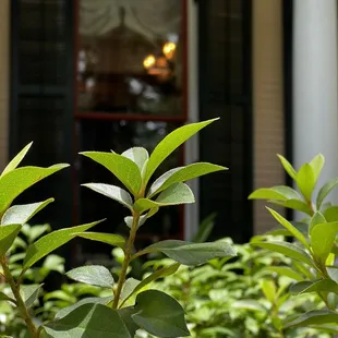 Through the bushes
