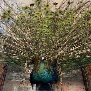 The percher.