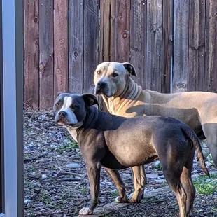 two dogs standing next to each other