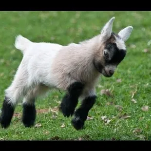 a baby goat running through the grass
