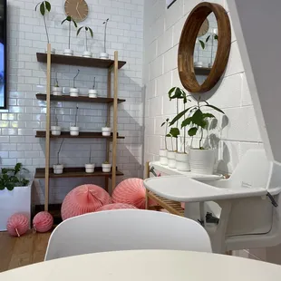 Avocado plants you can purchase