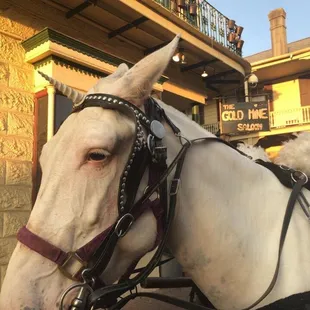 This muleicorn is just one of the regular magical creatures that can't resist stopping by Gold Mine Saloon for good times