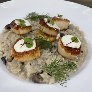 Scallops