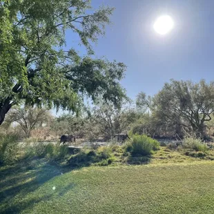 The Golf Club At Dove Mountain